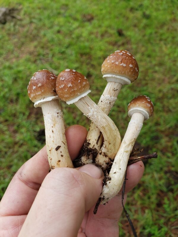 Magic Mushroom (Psilocybe cubensis)